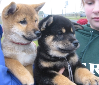 Goliath and Shack 102904 IMG_2184.jpg